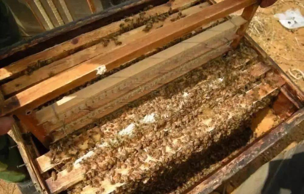 新手养蜂需要掌握哪些技术