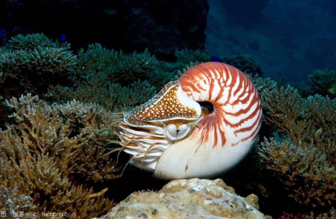新时代文明实践科普云课堂穿越5亿年的海洋活化石鹦鹉螺
