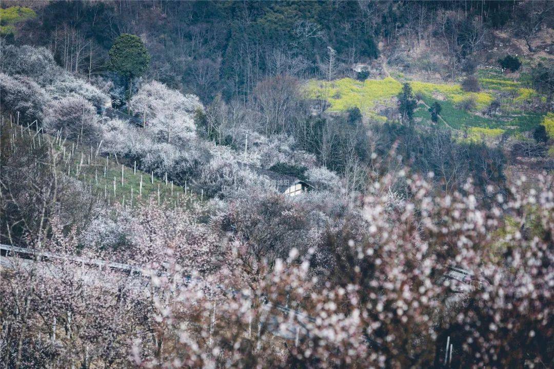 花开绵阳丨平武群山深处竟藏着一个罕见的世外古梅林