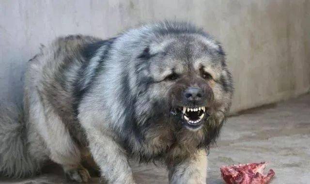 世界十大最凶猛的狗:藏獒只排第六,第一名发起疯主人也咬死_杜高犬