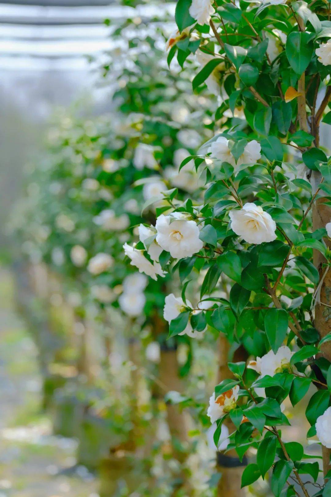春季赏花正当时!京山茶花源花开正艳
