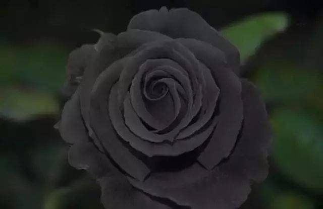 【黑玫瑰】:黑玫瑰其实是黑色月季