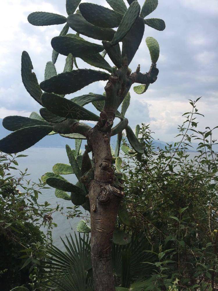 一般能长成仙人树的仙人掌有两种,在我国都比较常见,一种是千本剑