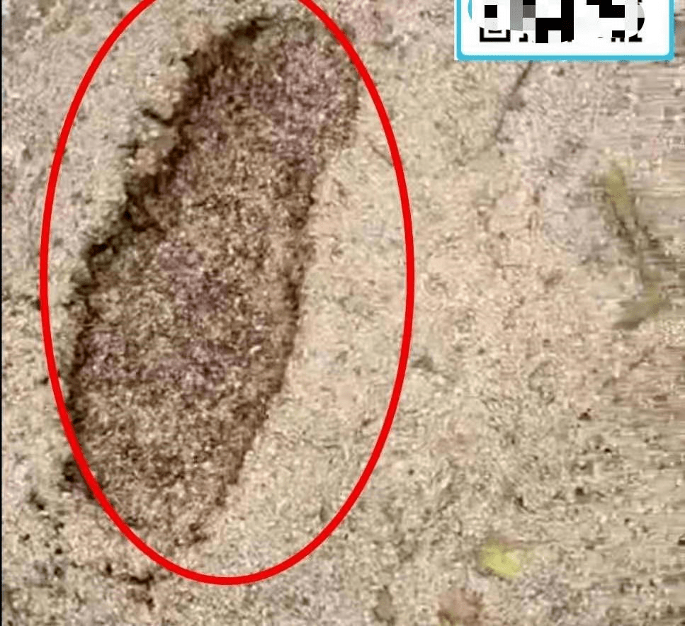 估计泥土下面就是一个蚂蚁窝在脚印周围有很多歌小孔小编放大图片可以