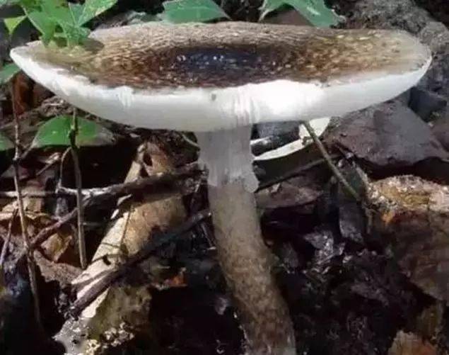 白霜杯伞墨汁鬼伞细网牛肝菌狗尿苔网孢海氏牛肝菌黄粉末牛肝菌簇生沿
