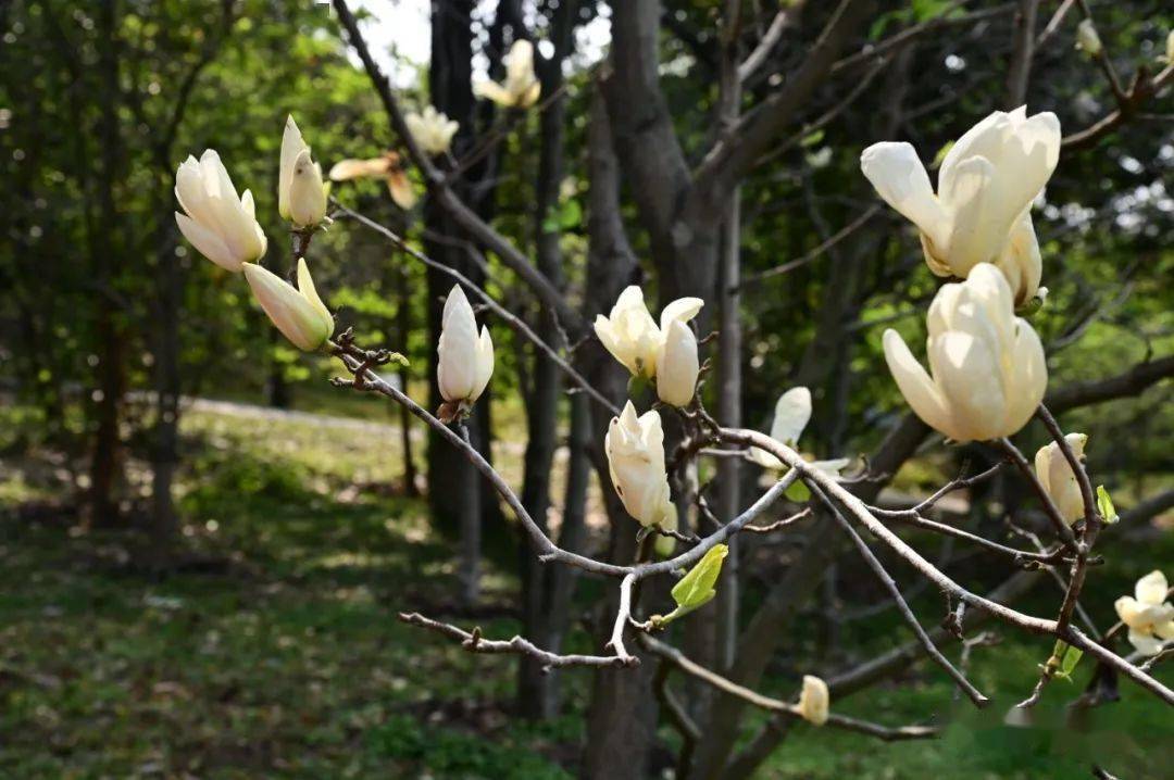 玉树瑶华木兰芳华南植物园木兰科植物画展