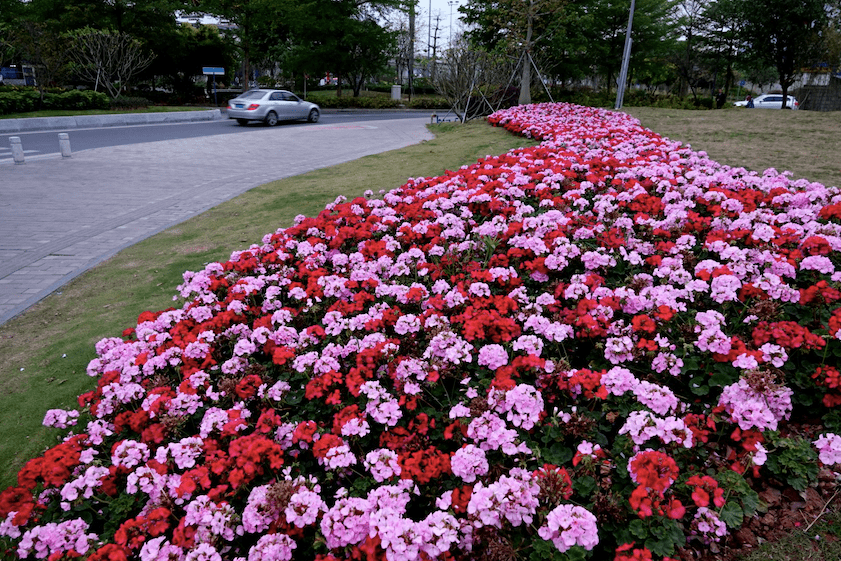 群花拥簇下的大坦沙岛快来这些地方打卡踏春