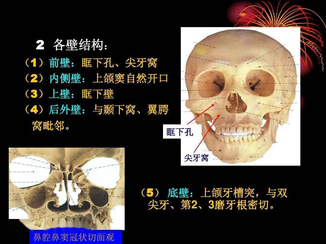 解剖头颈丨鼻部解剖及生理
