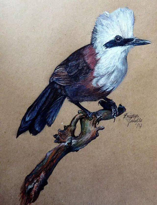 画鸟的彩铅大神,彩铅手绘鸟图片关于动物的绘画作品欣赏