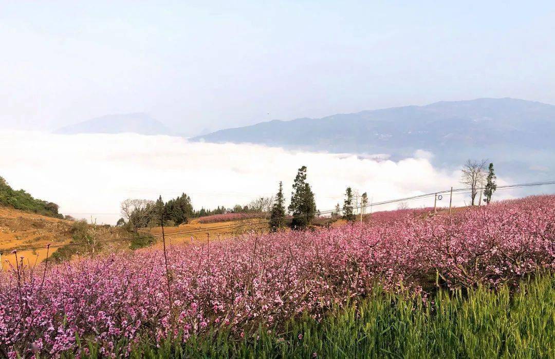 来个旧,绝美春光里遇见最旺桃花运!_保和乡