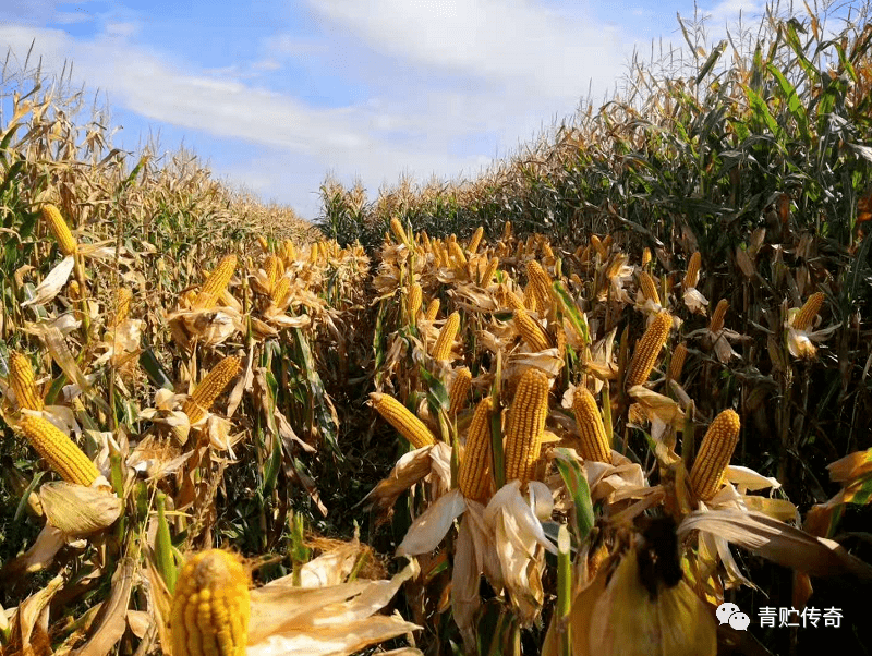 【青贮传奇】玉米品种kws9384-2350℃积温产量一直被模仿从未被超越的
