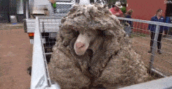 每日有趣gif图片#竹林间的公路