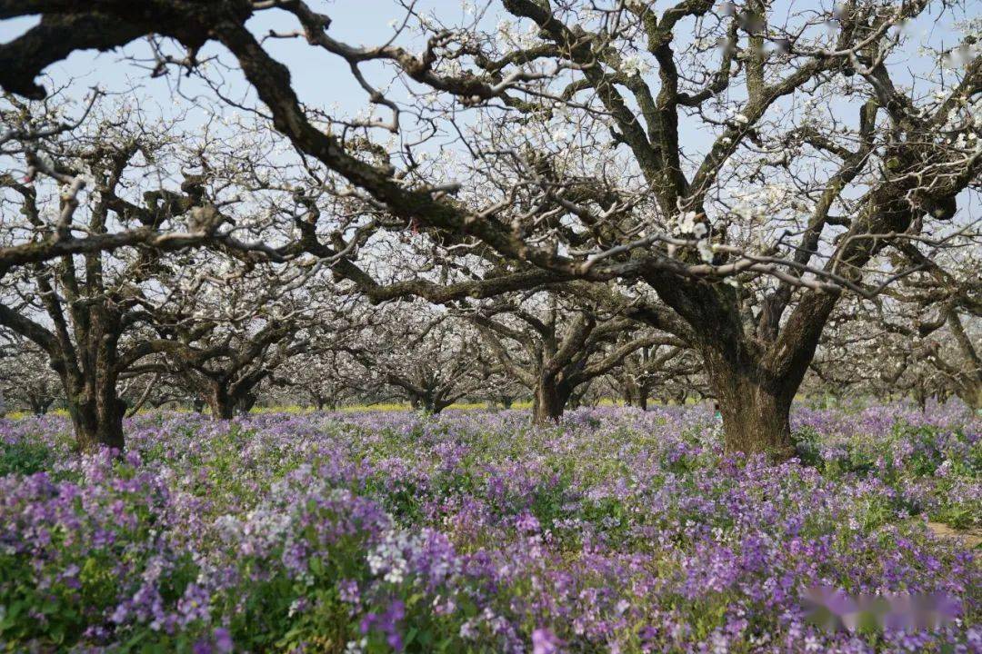 砀山发布2021年度梨花盛花期预测日期