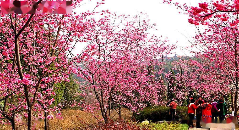 桃你欢心昆明郊野公园第二十届春城桃花文化节