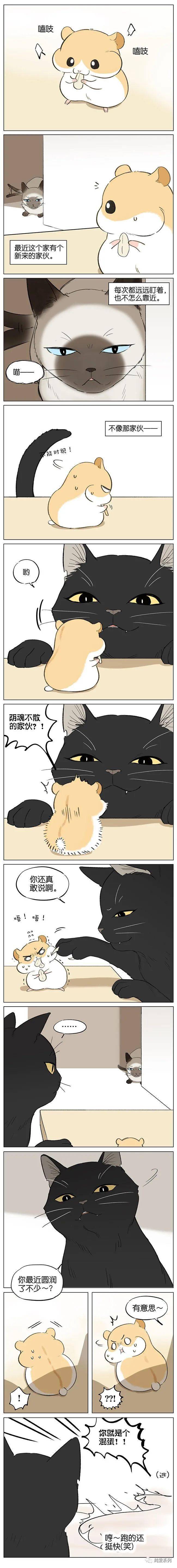 【仓鼠和猫】 没让你摔着,感动嘛?