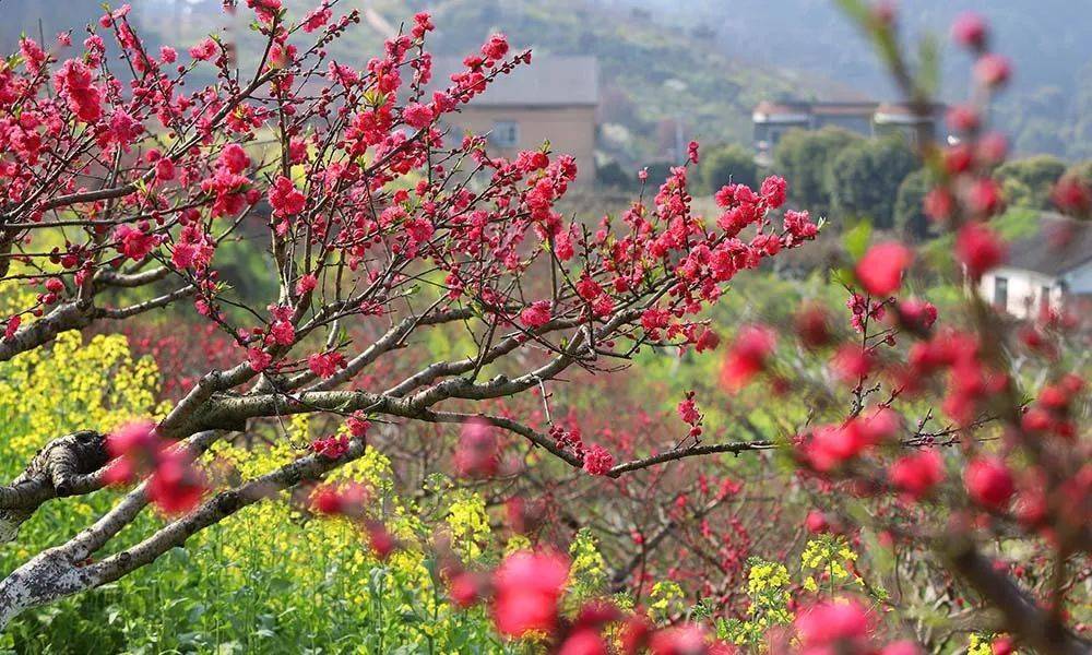 赏图 重庆歌乐山桃花盛开春意盎然