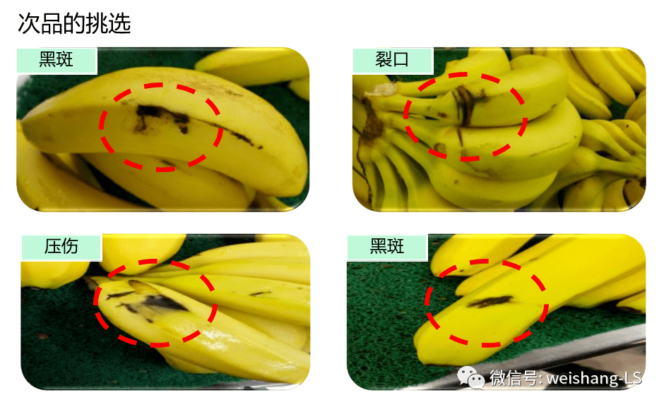 生鲜实操 i 香蕉陈列与保鲜标准规范