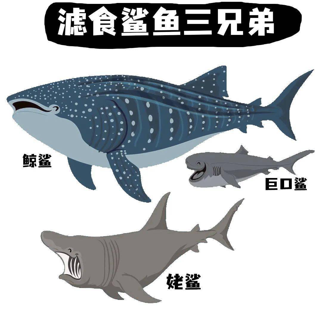 姥鲨和巨口鲨