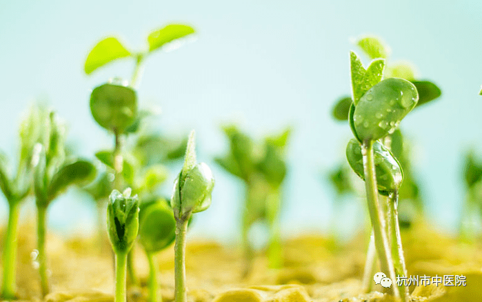 【周末食疗】"春吃芽,促升发",一畦芽苗菜,点燃初春的热情!