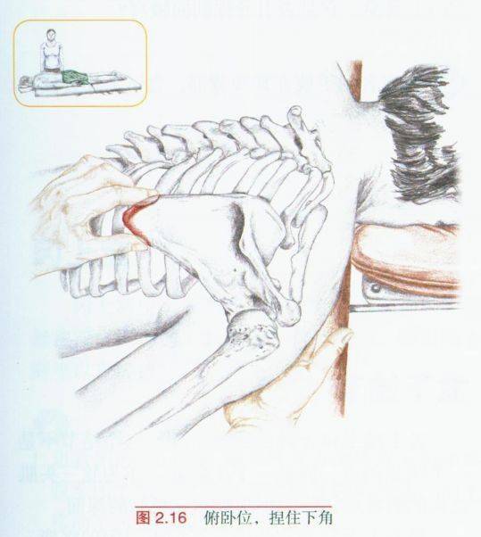 拥有多个窝,角和嵴,是16块肌肉的附着点,一文掌握肩胛骨临床触诊!