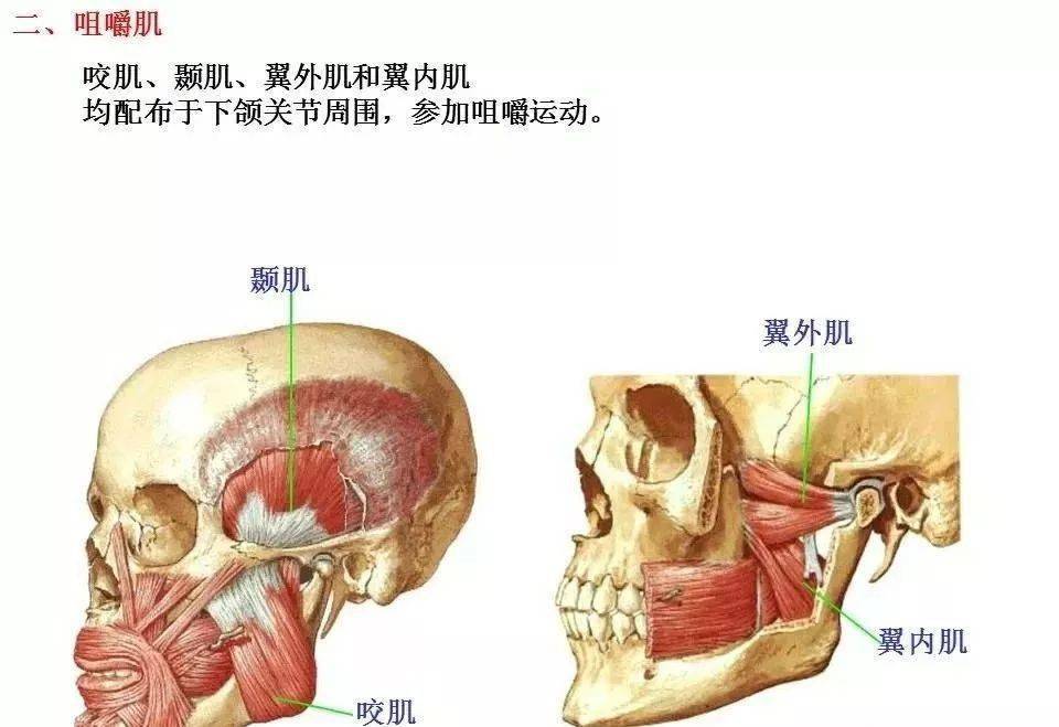 肌肉解剖高清图谱