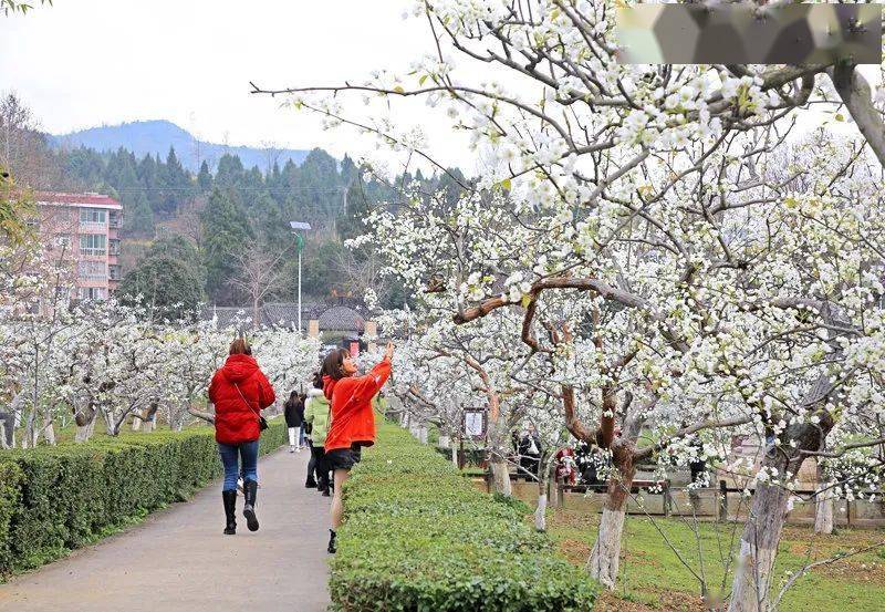 组图百里梨花开苍溪一片雪海美不胜收