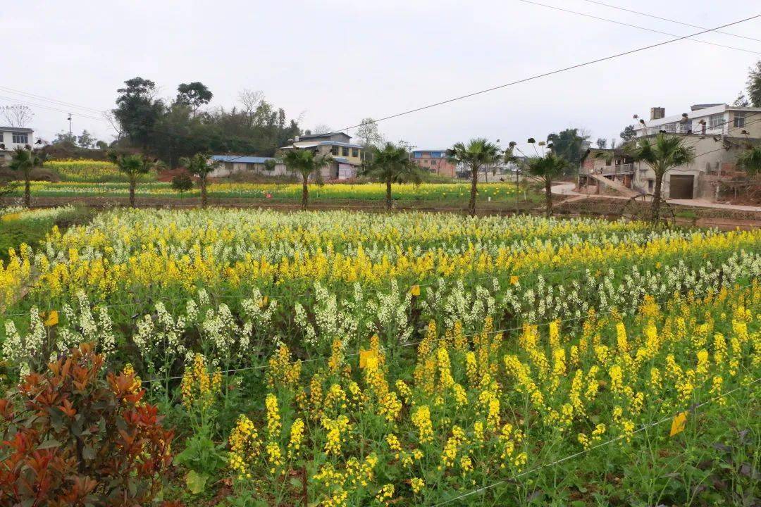 沙河镇华硕园彩色油菜花等你来打卡