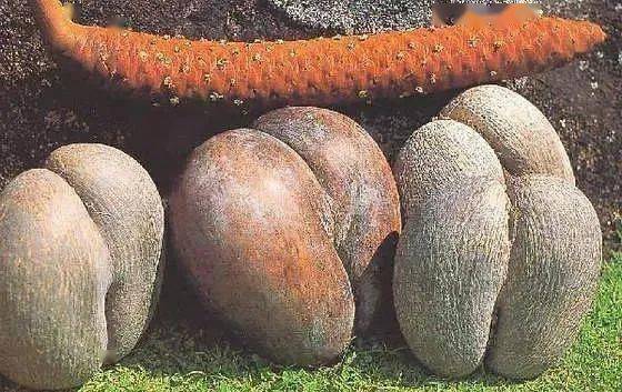 种子之王——海椰子丨凡此种种