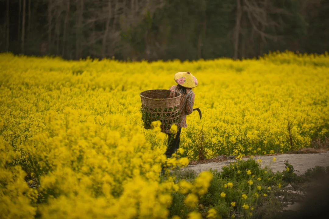 送你一朵小黄花,"以花之名"去腾冲界头赴一场春日之约