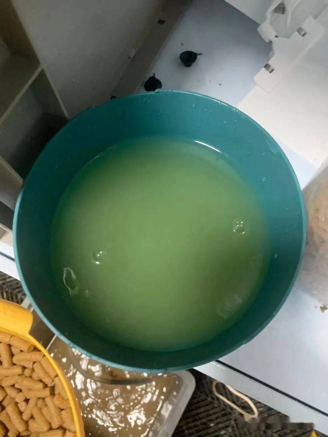 喂龟不脏水的一件小事