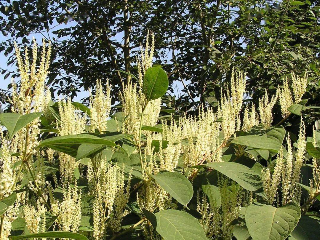 肆虐欧洲的日本虎杖和中国的虎杖是同一种植物吗