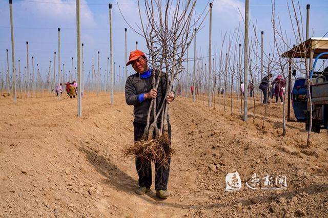 图说丨春季果园种植忙_苹果树