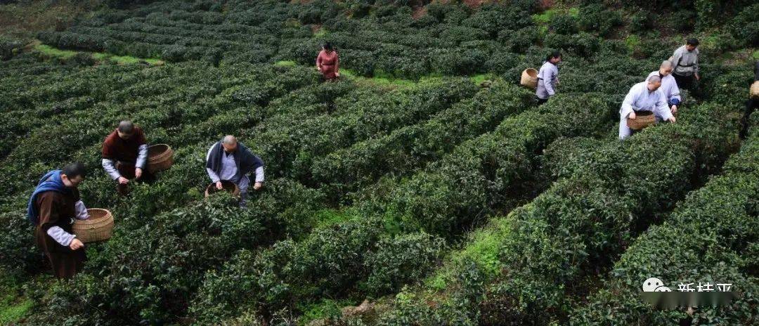 厉害了!桂平西山茶入选 首批中欧地理标志协定保护名录