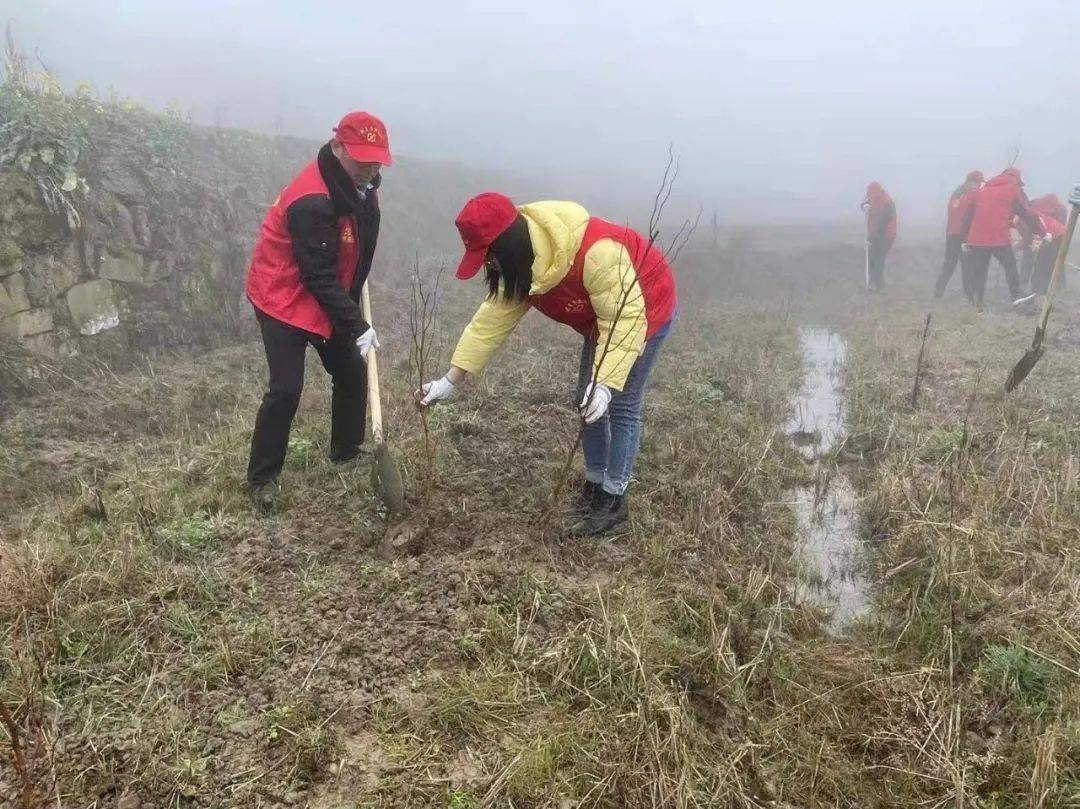 春光无限好 植树正当时 太湖"林小青"在行动!_活动