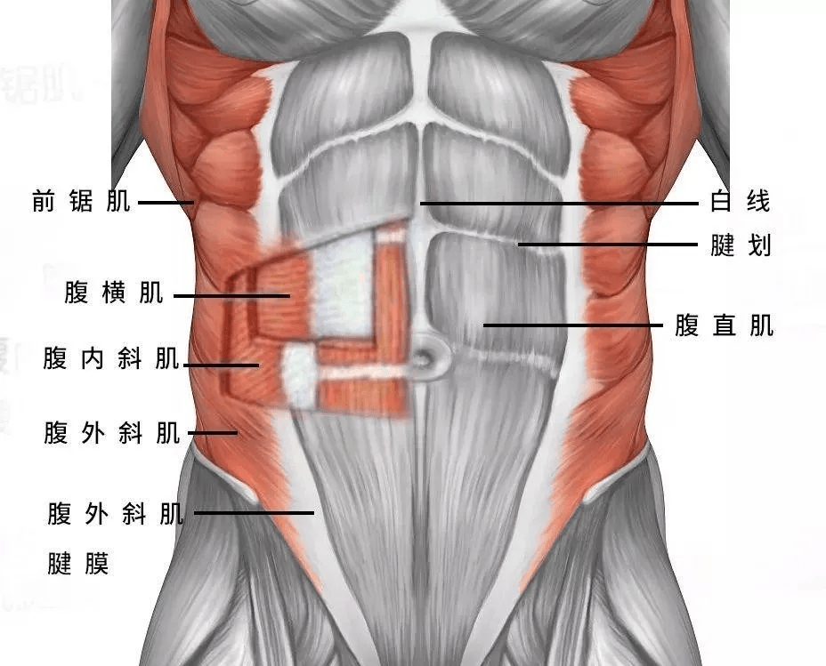 腹部肌群主要分为腹直肌,腹横肌,腹内斜肌,腹外斜肌,一般练马甲线
