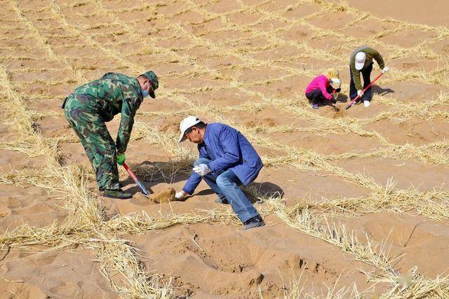 甘肃临泽春季治沙植树帷幕拉开