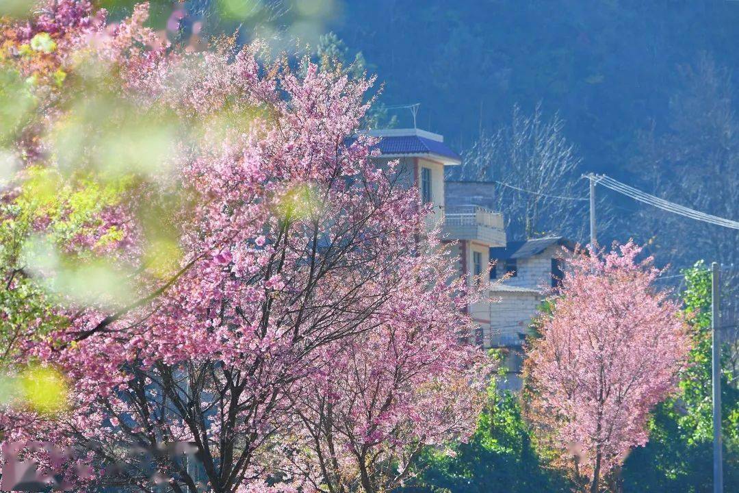 春城观赏樱花的胜地每年3月呈现花海人潮的热闹景象是昆明著名的春日