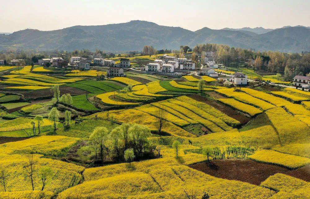 这是汉中市洋县梨园景区的梨花.