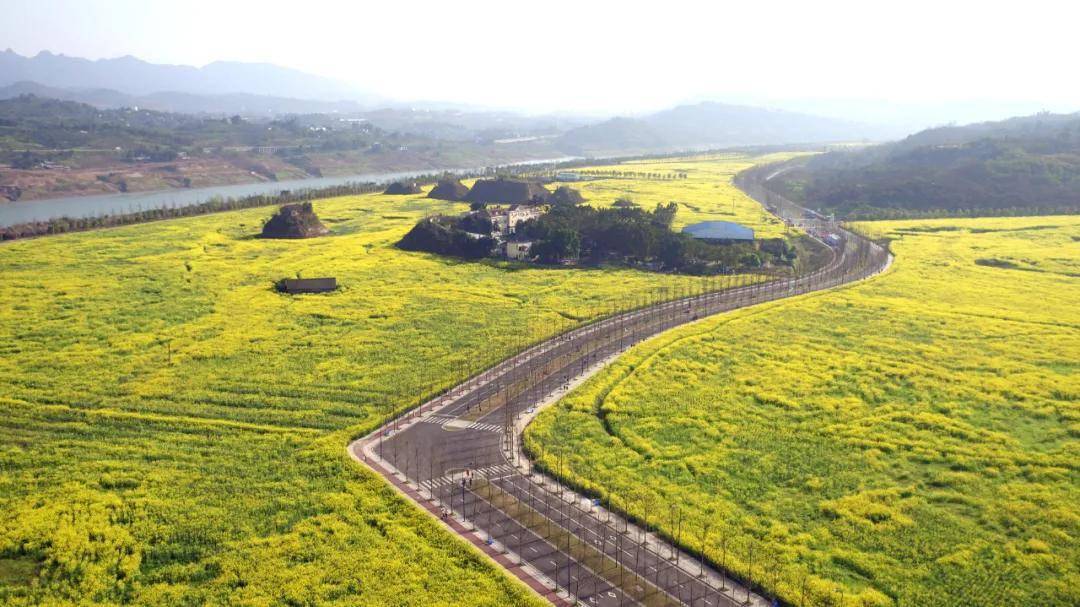 广阳岛春天的"仪式感"——油菜花