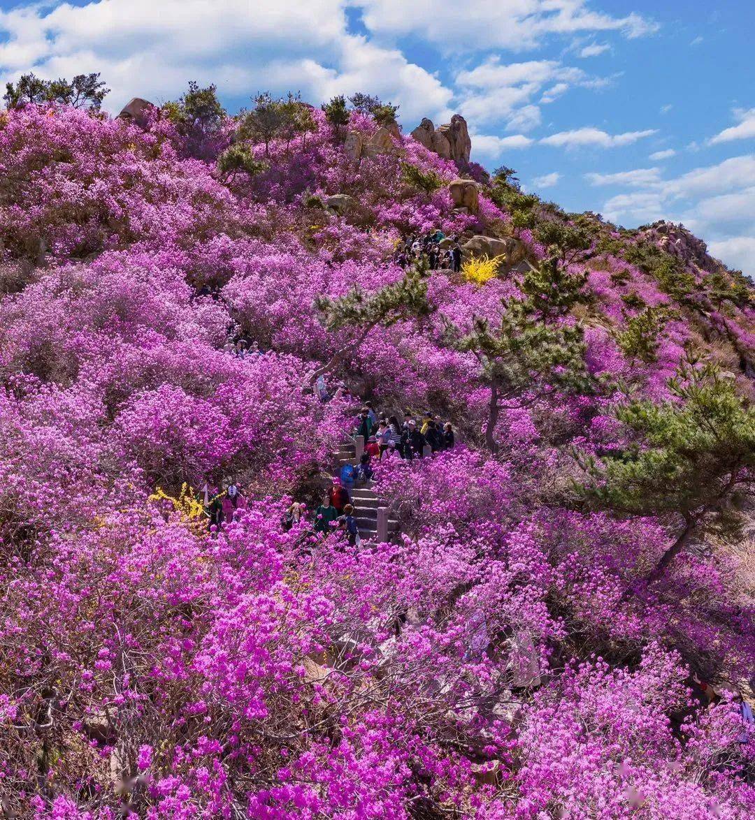 第16届青岛西海岸杜鹃花会3月20日正式启幕!