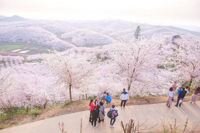 贵州安顺:樱花美景促振兴