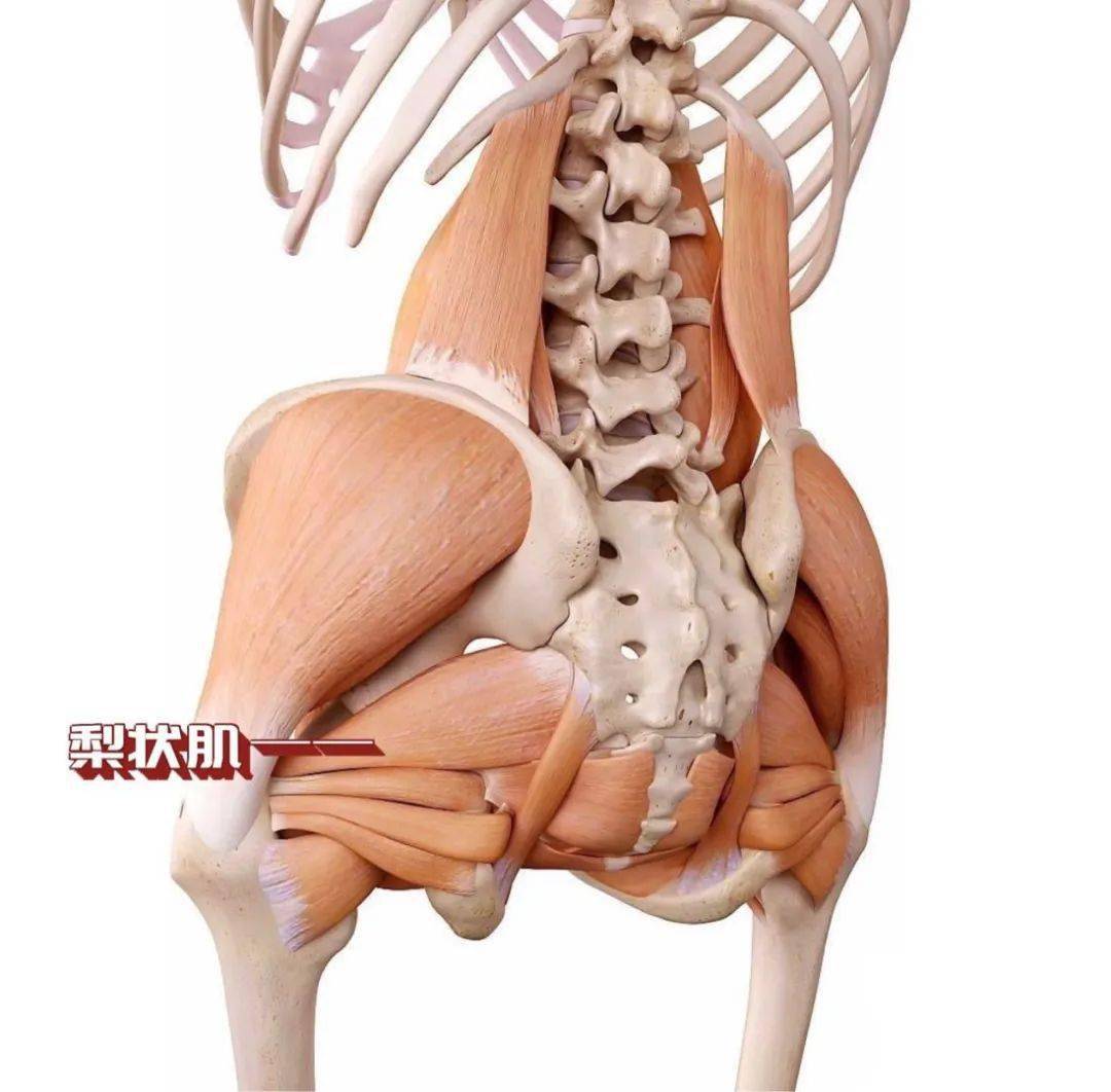 一天一点解剖学 → 人体下肢肌群(髋肌-后群)_骨盆