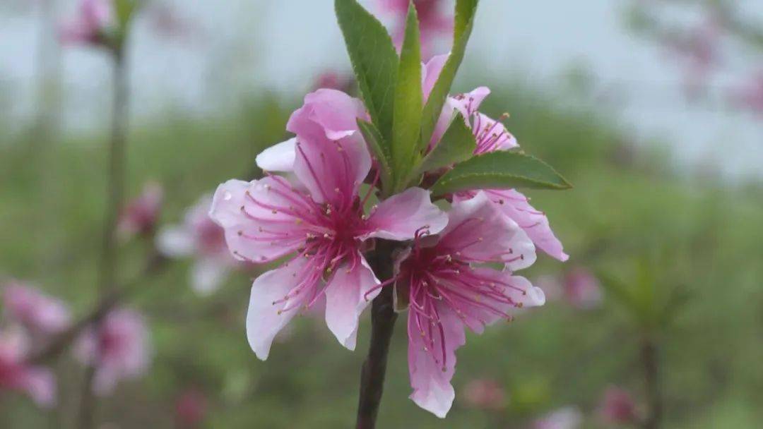 桃花朵朵绽放烂漫无比