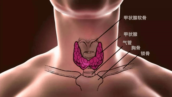 【重要通知】甲状腺结节穿刺检查于本周六开始啦!