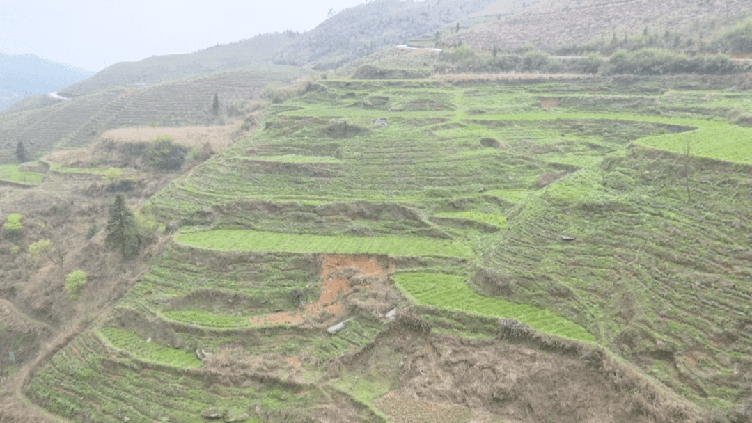 迈好第一步实现开门红崇义乡大塘村高山头上茶飘香