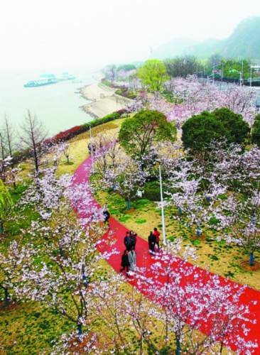 5公里长的幕燕滨江樱花大道,栽种有40多个品种,5000多株樱花,目前已