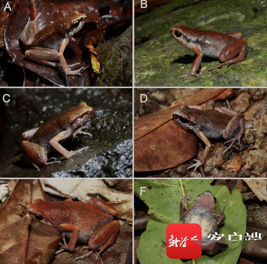 海南发现新物种,最小体型仅有23毫米