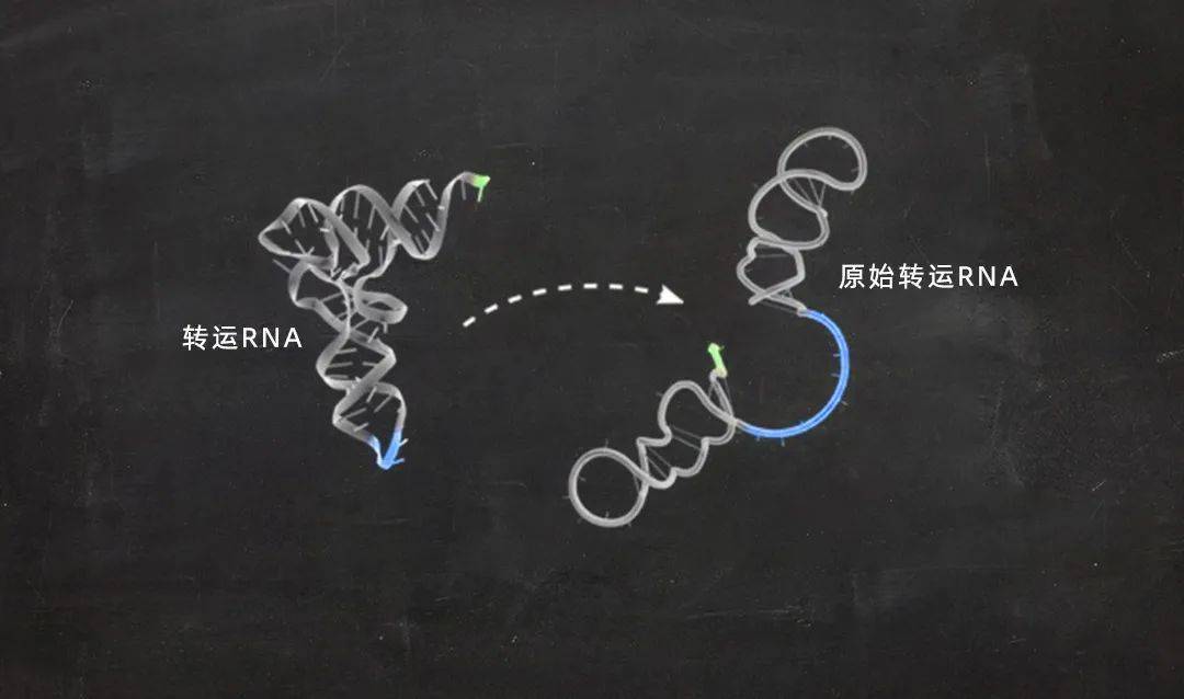 在新研究中,几位生物物理学家对转运rna的遗传密码进行了微小改动