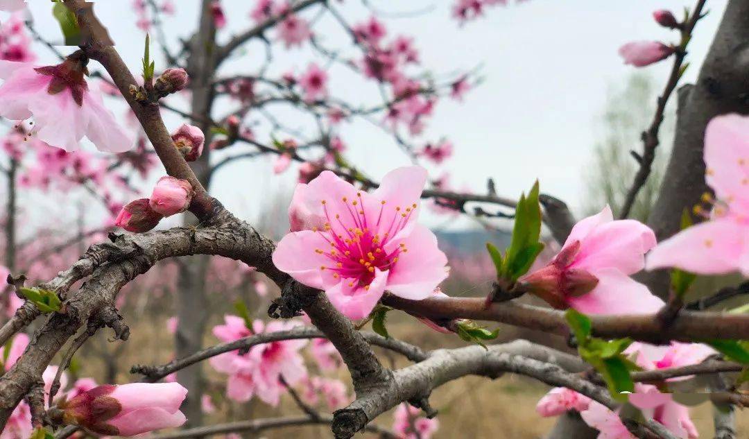 春游江淮请您来▏涡阳这里的桃花要开了