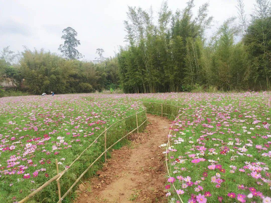 梧州周边游 | 0元即可与220亩绝美花海相拥